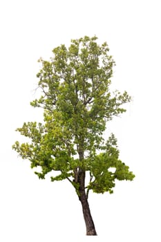 Tree with green leaves isolated on white background