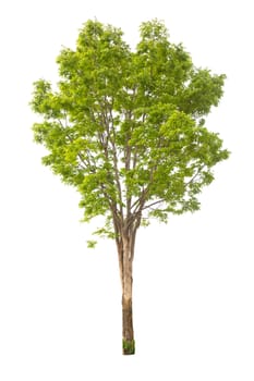Tree with green leaves isolated on white background