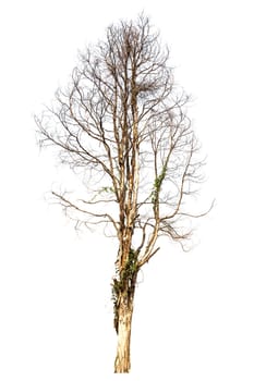 Dead hollow  tree isolated on white background