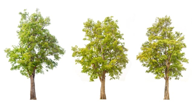 tree isolated,tree on white background,collections tree isolation.