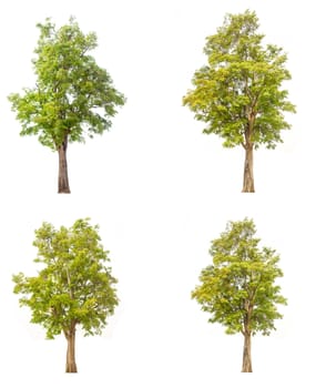 tree isolated,tree on white background,collections tree isolation.