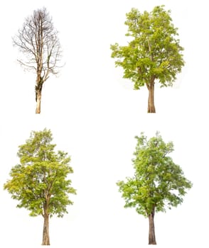 tree isolated,tree on white background,collections tree isolation.