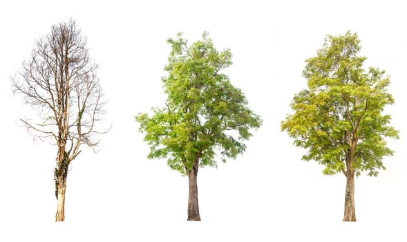tree isolated,tree on white background,collections tree isolation.