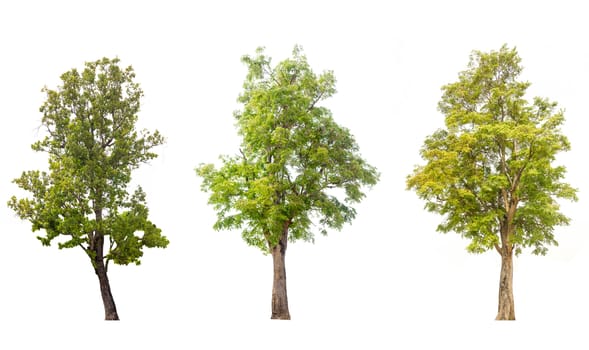 tree isolated,tree on white background,collections tree isolation.