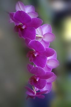 purple orchid flowers, full of colors and sharm