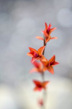 Red leaves on a bush brunch in autumn