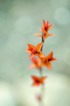 Red leaves on a bush brunch in autumn