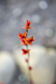 Red leaves on a bush brunch in autumn