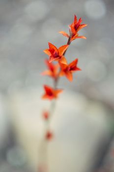 Red leaves on a bush brunch in autumn