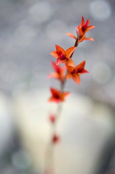 Red leaves on a bush brunch in autumn