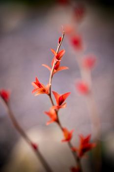 Red leaves on a bush brunch in autumn