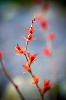 Red leaves on a bush brunch in autumn