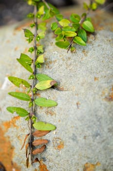 Green plant grow up on cracked stone.