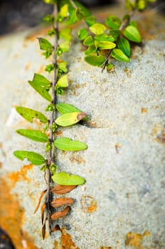Green plant grow up on cracked stone.