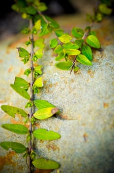Green plant grow up on cracked stone.