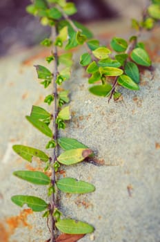 Green plant grow up on cracked stone.