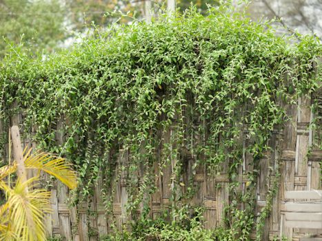 COLOR PHOTO OF GREEN CREEPER PLANTS OR IVY LEAVES