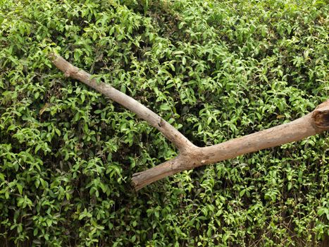 COLOR PHOTO OF GREEN CREEPER PLANTS OR IVY LEAVES