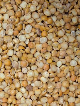 COLOR PHOTO OF CHICKPEA OR CHICK PEA (CICER ARIETINUM)