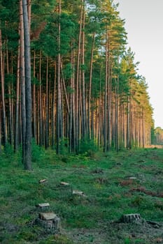 Pine forest with felled tree stumps in Latvia