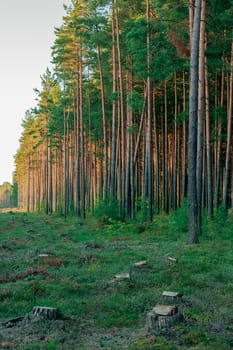 Pine forest with felled tree stumps in Latvia