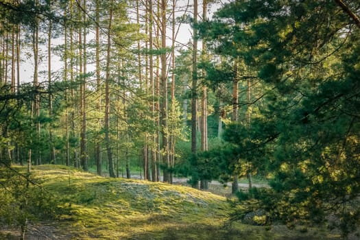 Pine forest landscape in sunny day in Latvia, Europe