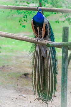 Peacock bird sitting on the pole in summer garden