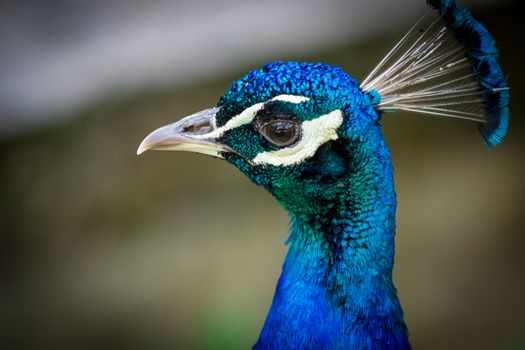 Peacock portrait close up in summer garden