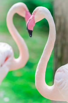 Pink flamingo portrait close up in summer garden