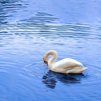 White swan swimming in a lake. Bird in a pond