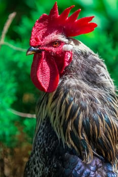 Rural cock portrait close up in a farm