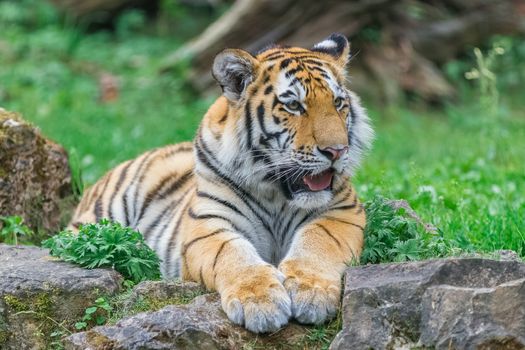 Young bengal tiger lying on the grass and shows his paws