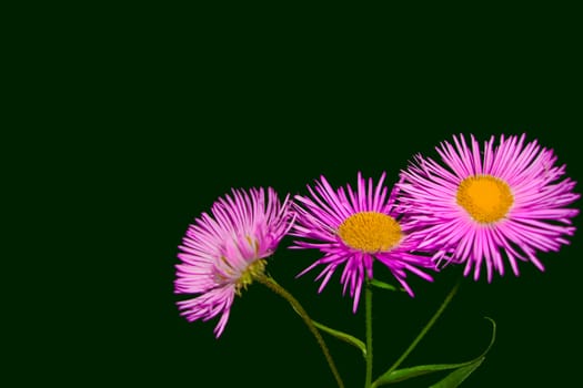 Pink daisy flowers close up on a dark green background