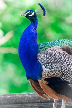 Mature peacock bird portrait in summer gargen