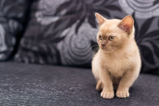 Beige kitten is sitting on gray sofa