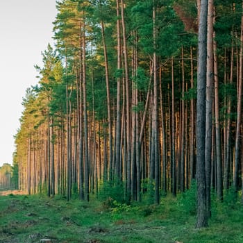 Pine forest with felled tree stumps in Latvia