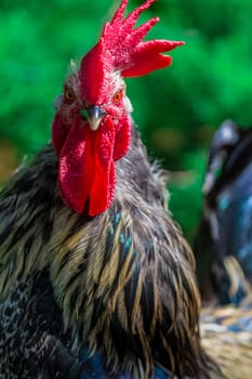 Rural cock portrait close up in a farm