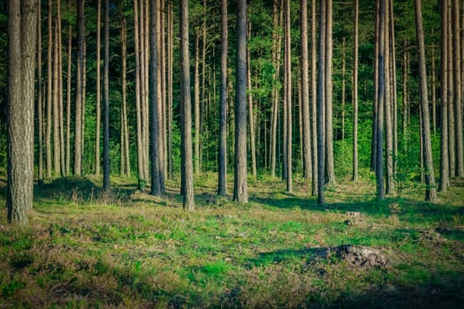 Pine forest with felled tree stumps in Latvia