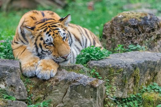 Young bengal tiger lying on the grass and shows his paws