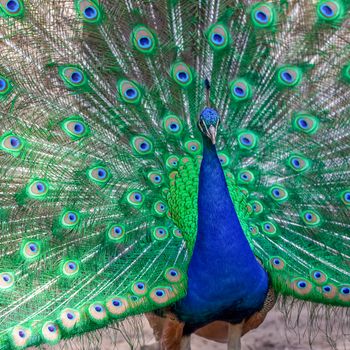 Peacock showing his colorful tail in summer garden