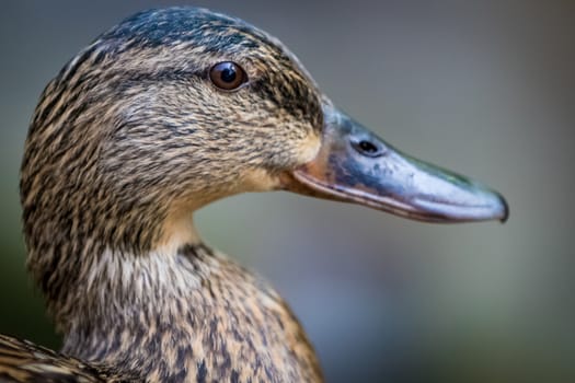 Brown duck portrait close up in summer garden