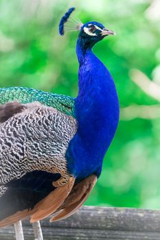 Mature peacock bird portrait in summer gargen