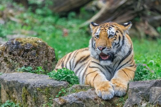 Young bengal tiger lying on the grass and shows his paws