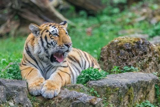 Young bengal tiger lying on the grass and shows his paws