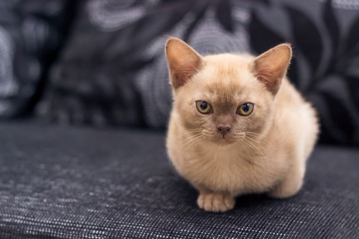 Beige kitten is sitting on gray sofa