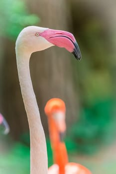 Pink flamingo portrait close up in summer garden