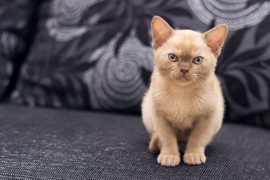 Beige kitten is sitting on gray sofa