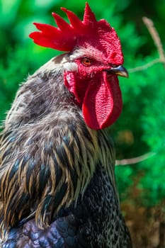 Rural cock portrait close up in a farm