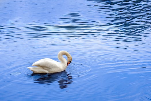 White swan swimming in a lake. Bird in a pond