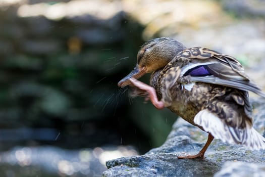 Brown duck washing beak in summer garden